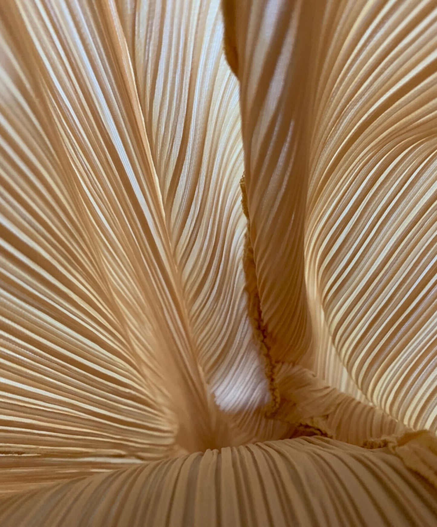 [Pre-owned] PLEATS PLEASE pleated wide pants PP51-JF811